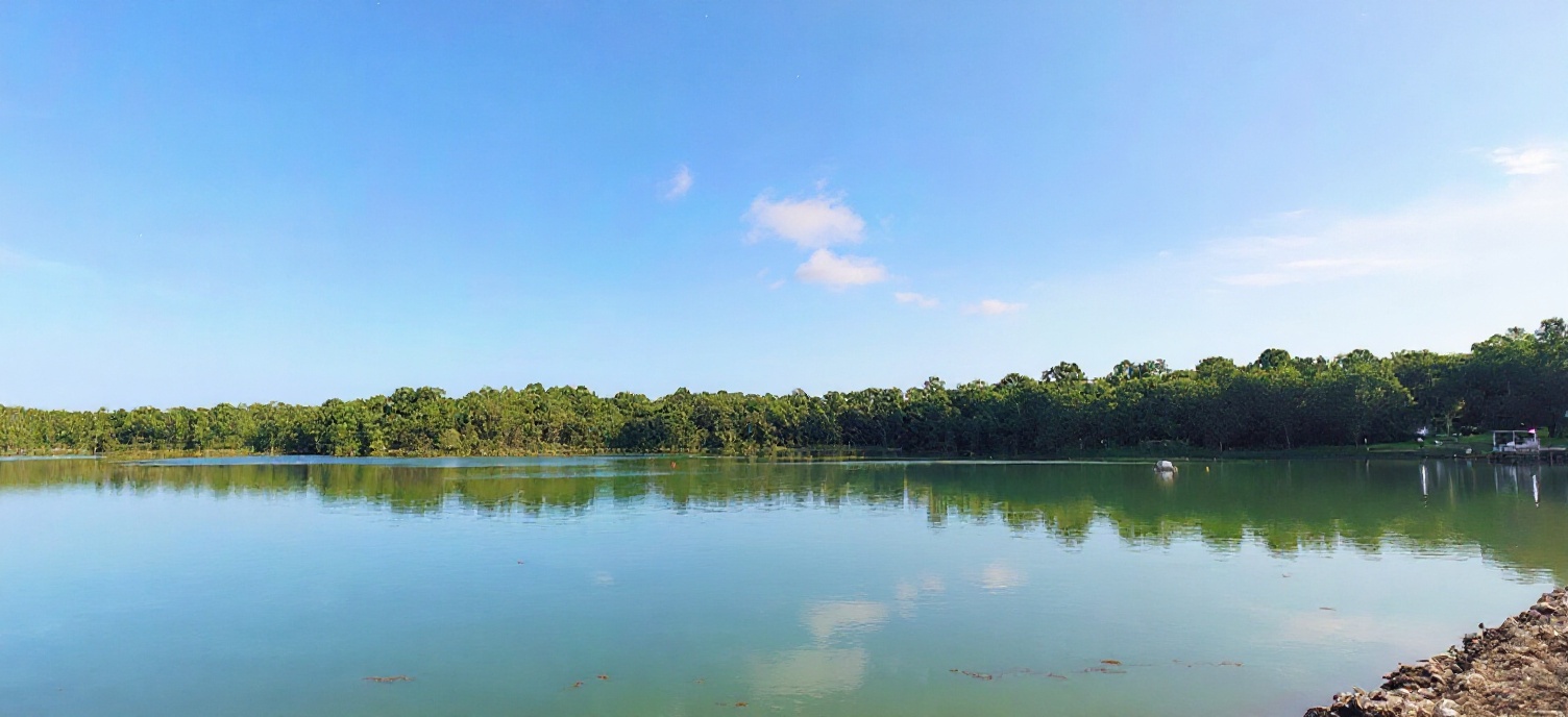 Lower Peirce Reservoir near Thomson Reserve, rainforest at the water's edge